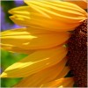 website-sunflower